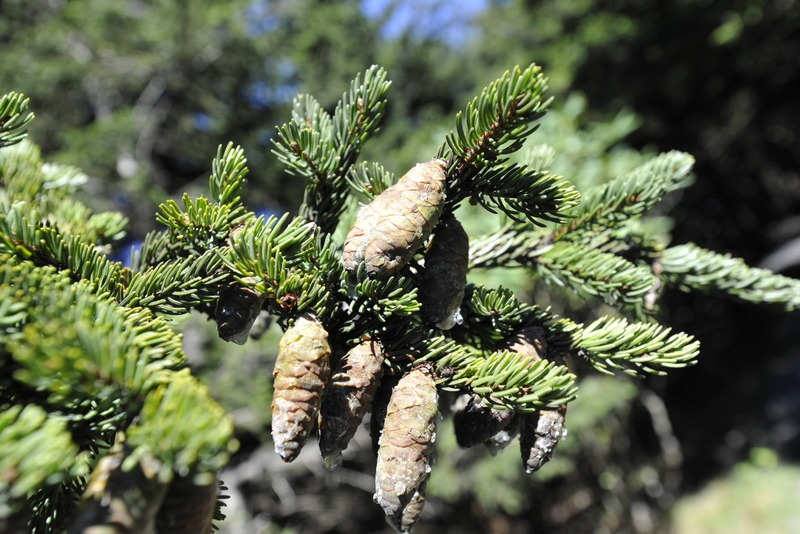 Red Spruce Sustainer