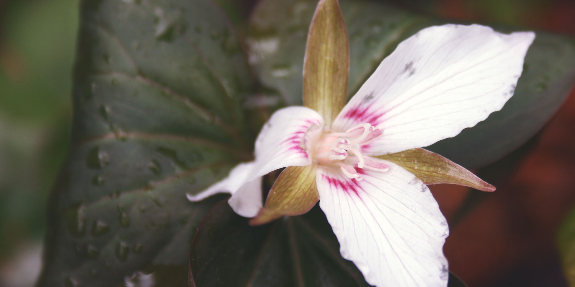 Azalea Walk | Southern Highlands Reserve