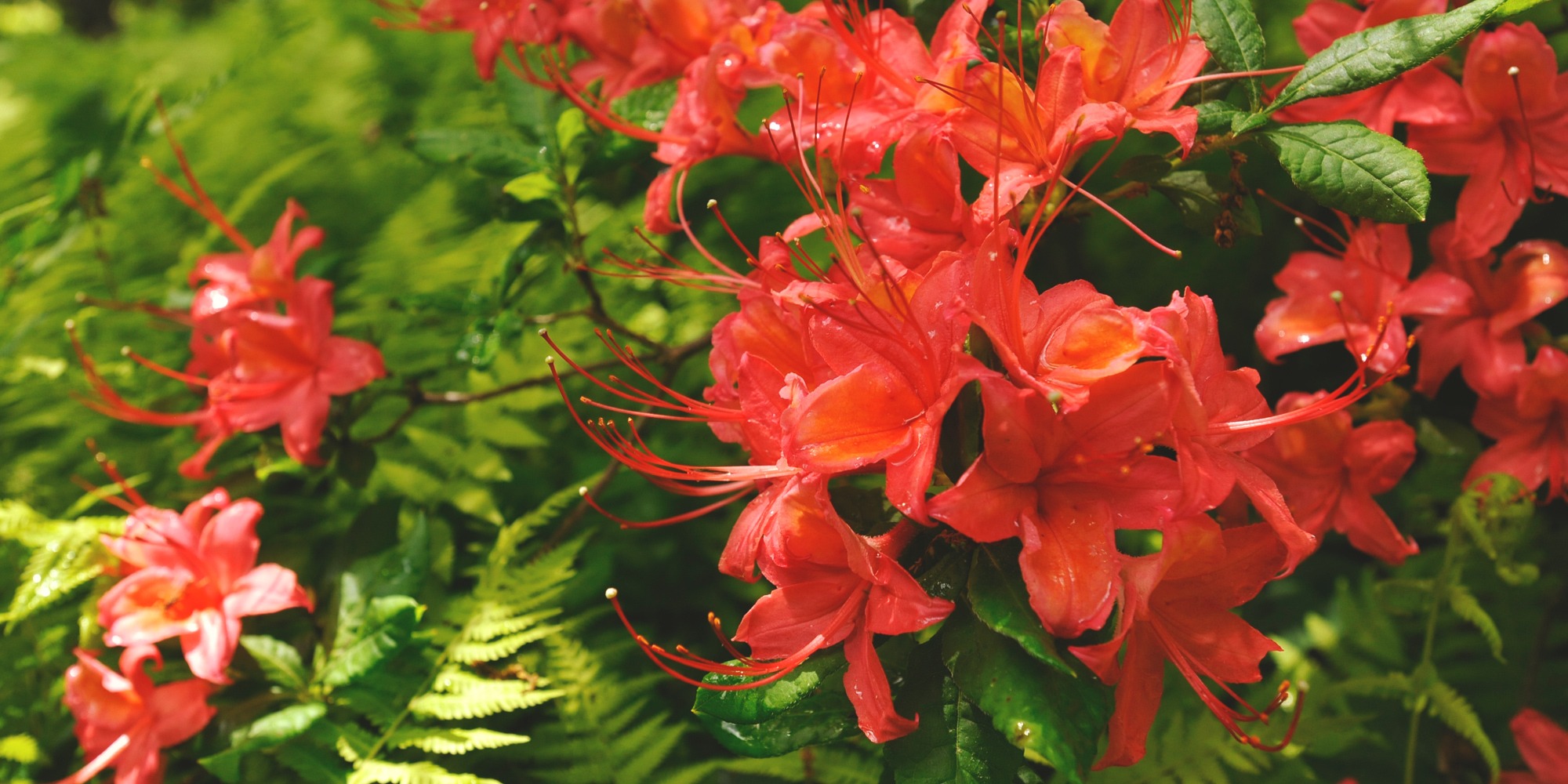 Plant with Natives in Your Garden at SHR’s Annual Plant Sale