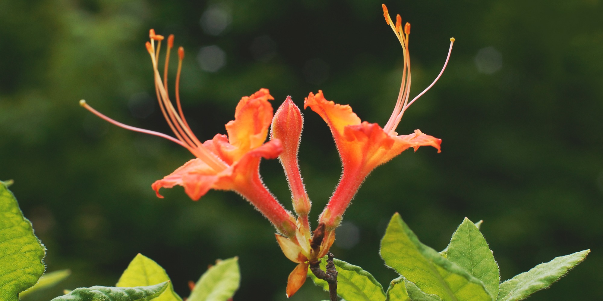 Azalea Walk | Southern Highlands Reserve