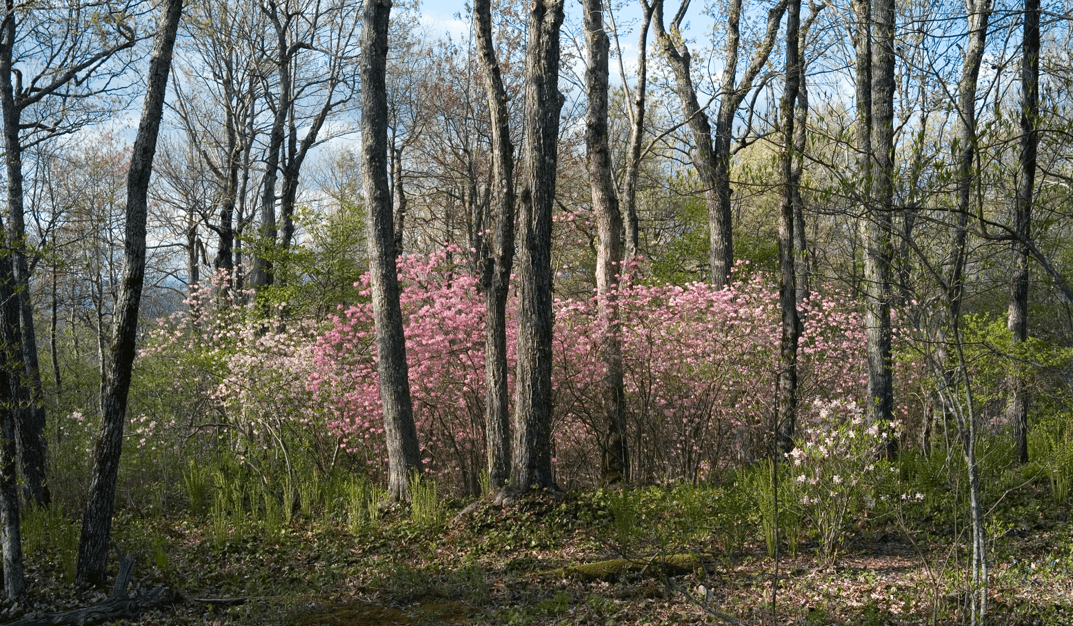 Southern Highlands Reserve Participates in National Public Garden Day Celebration with Gardens Across the U.S., Gives Native Plant Seedling to Visitors