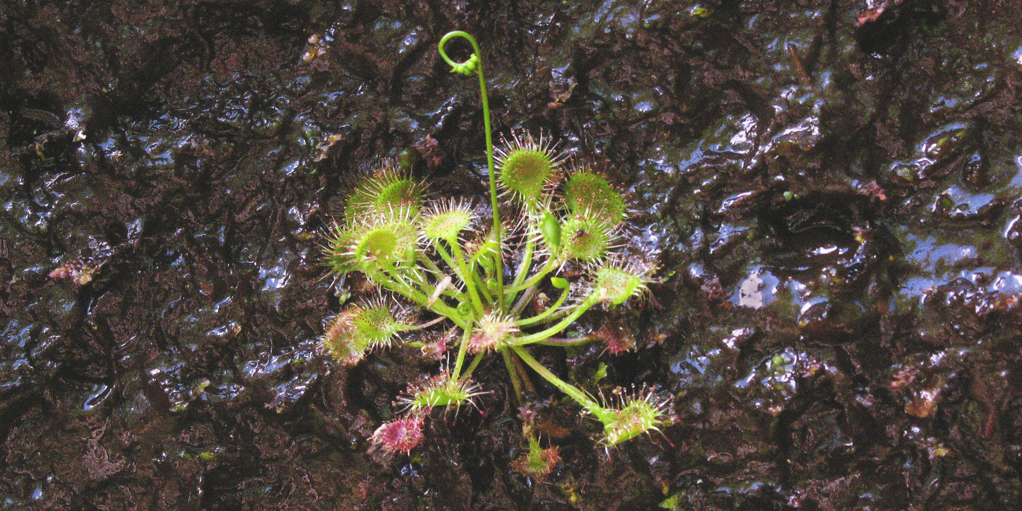 Cullowhee Native Plant Conference Attendees Experience SHR’s Rich Biodiversity during Conference Field Trip