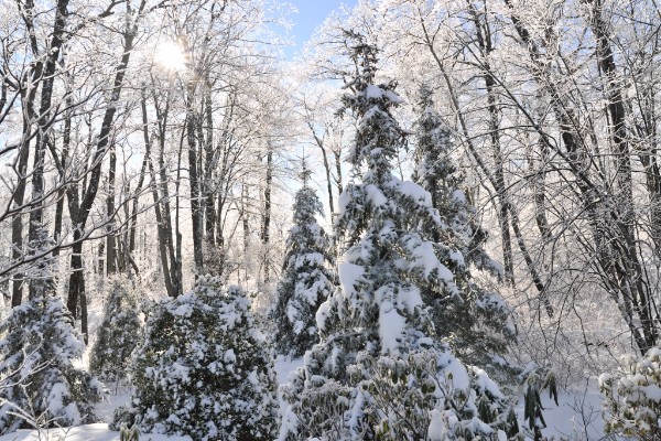 Growing a Garden in Winter