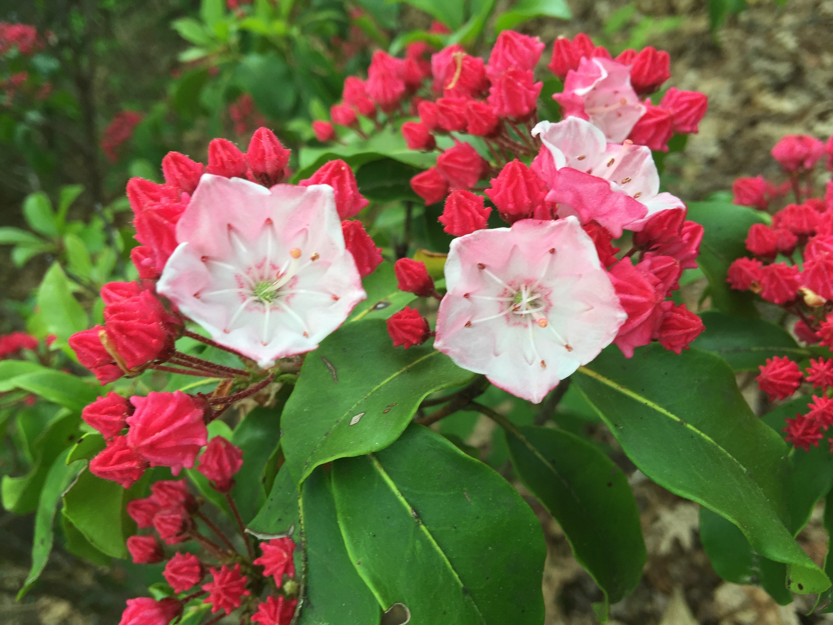 Mountain Laurel Steward