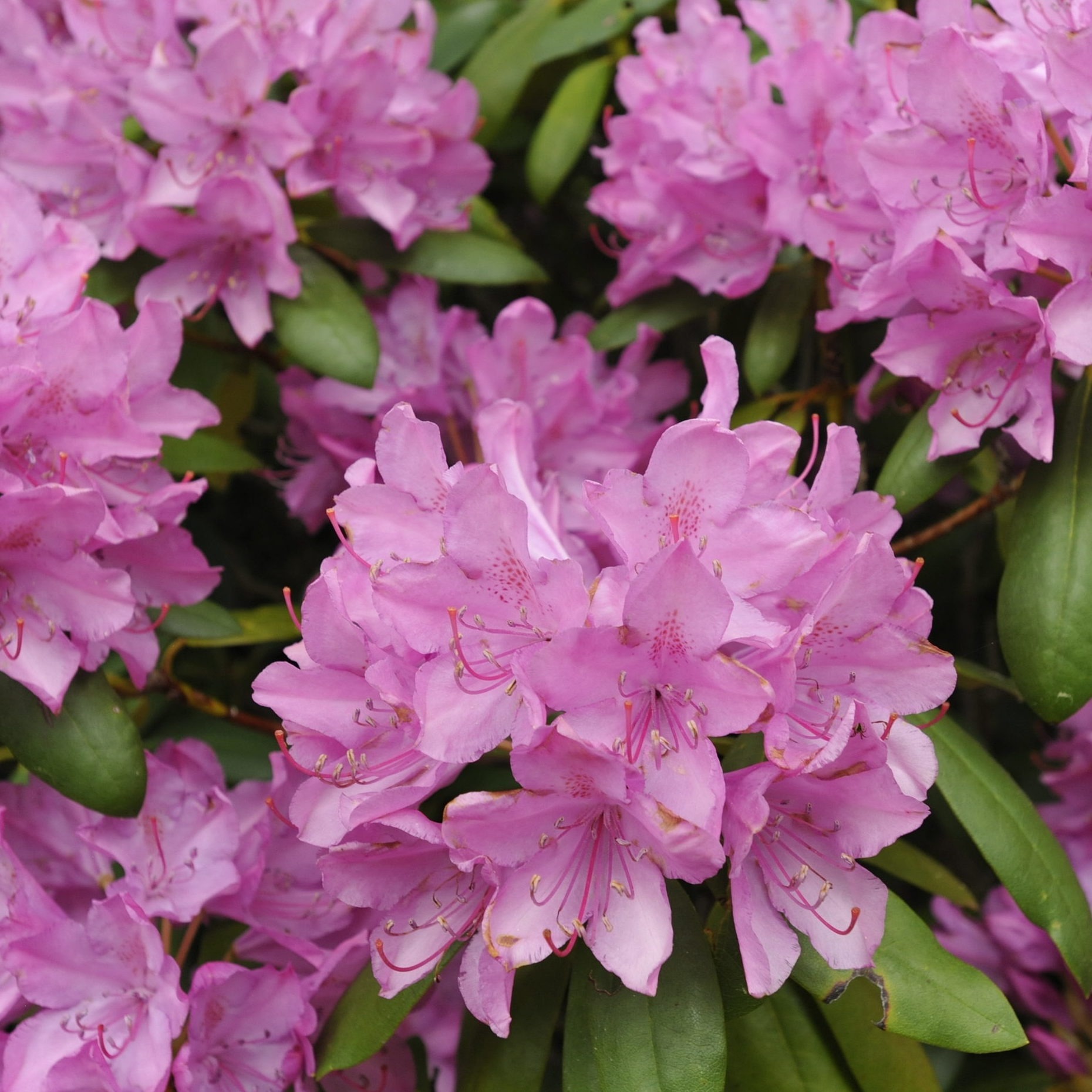 Job Opportunity: Greenhouse and Nursery Manager