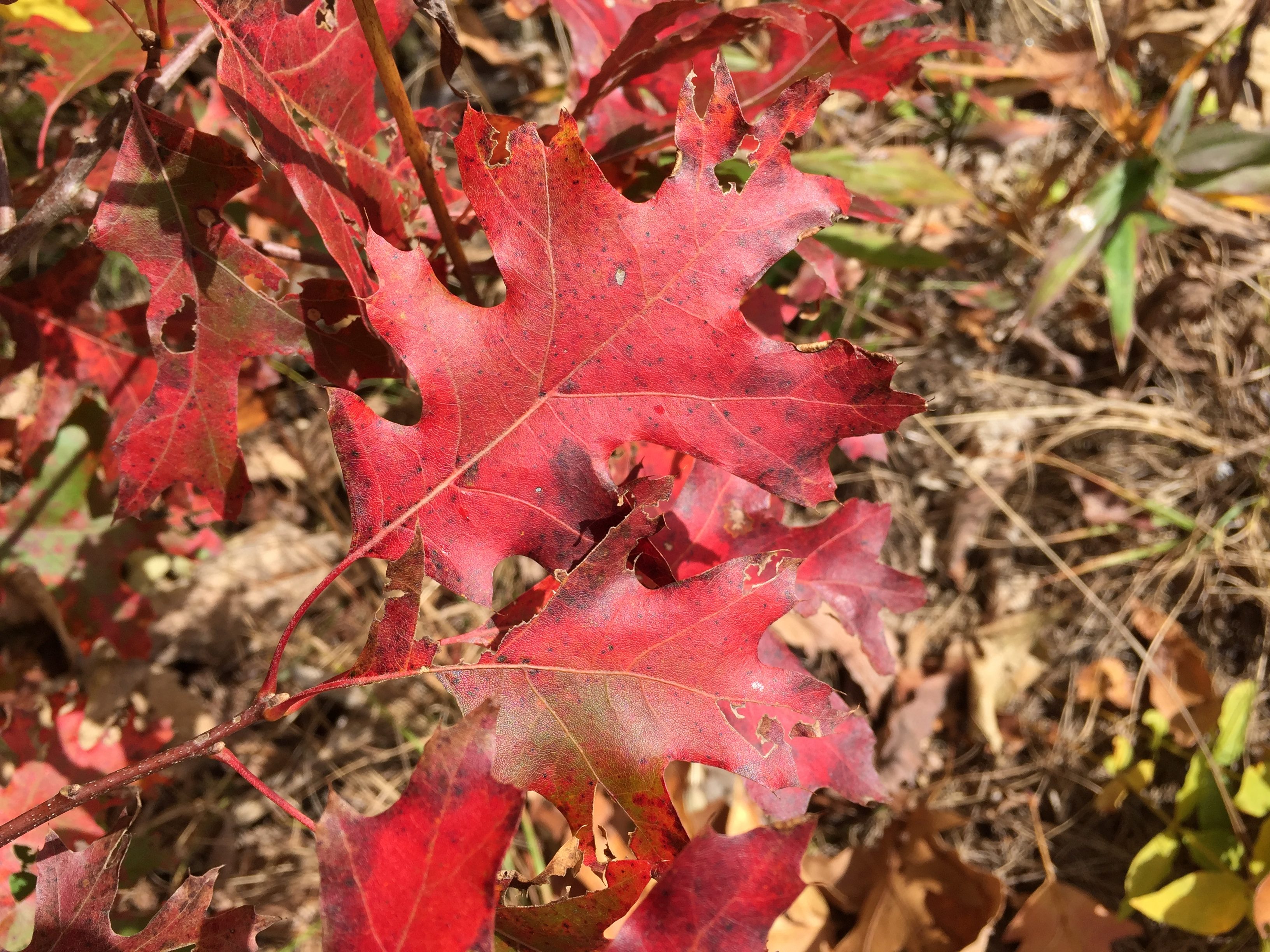 Southern Highlands Reserve Partners with Harvard University’s Arnold Arboretum, Contributes to “The Campaign for Living Collections”