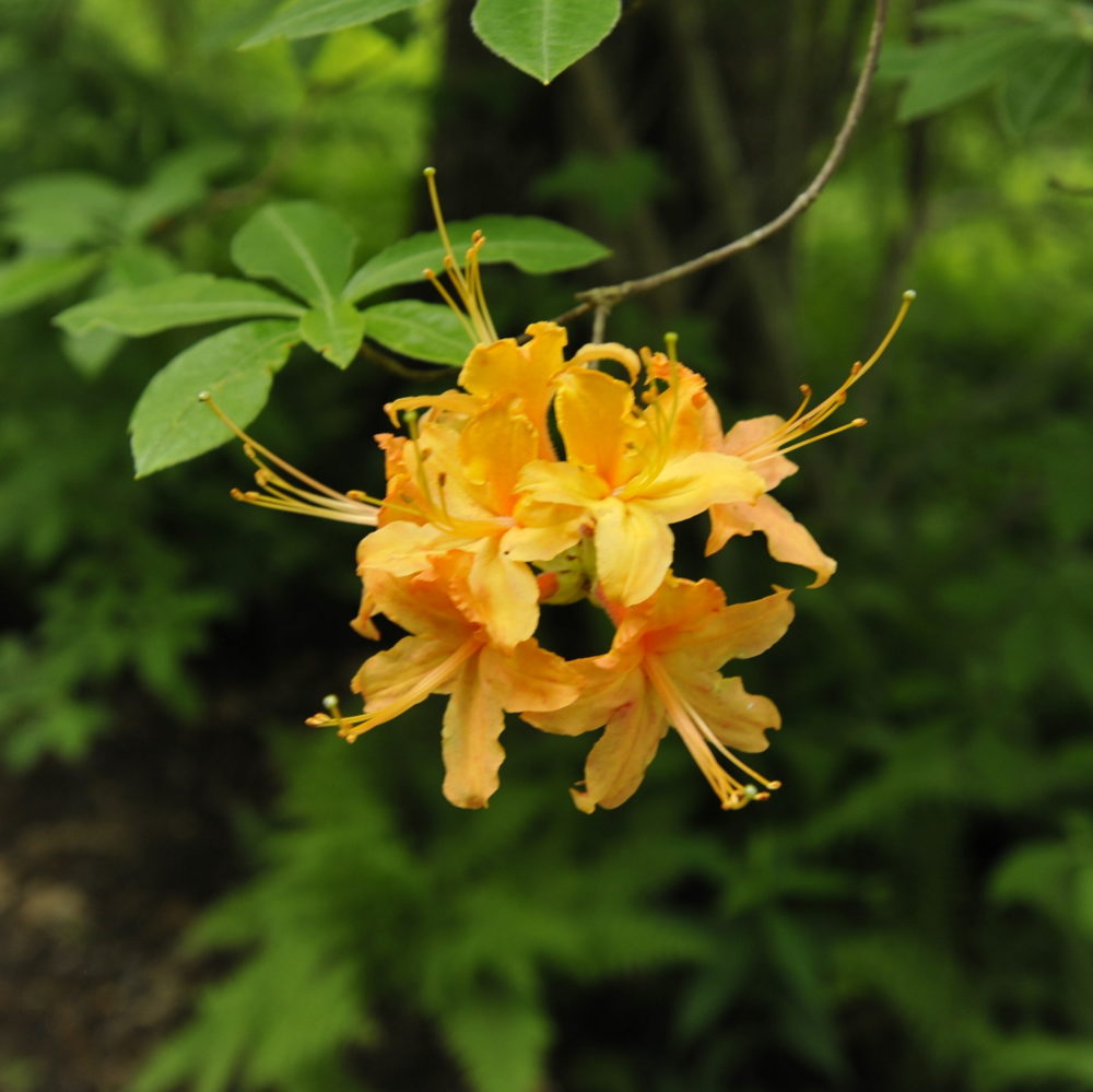 Southern Highlands Reserve Launches Digital Database to Advance Native Plant Research