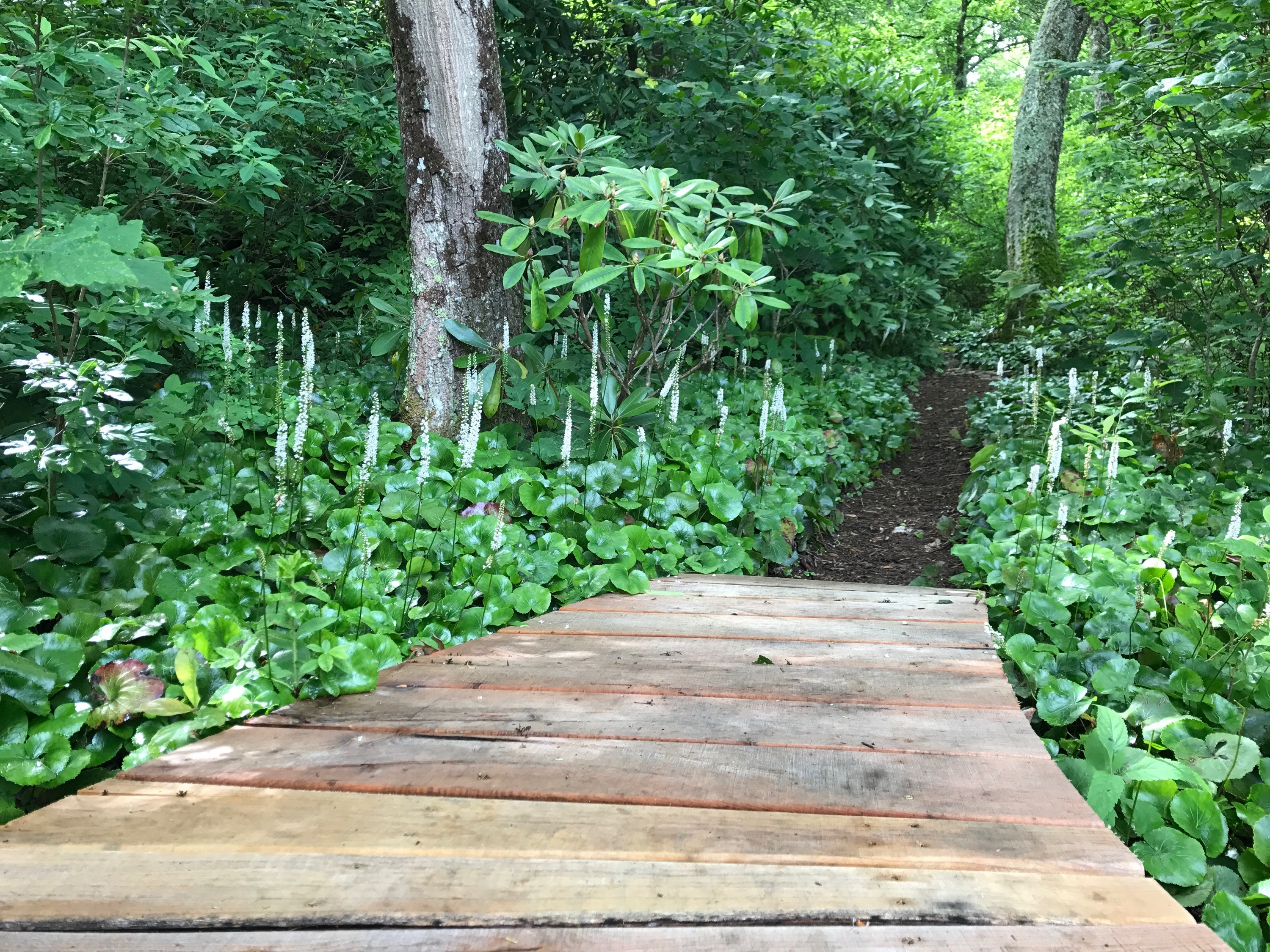 Gardener’s Corner: Summer Edition