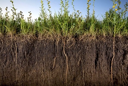 Soils: Nourishing Gardens from the Ground Up