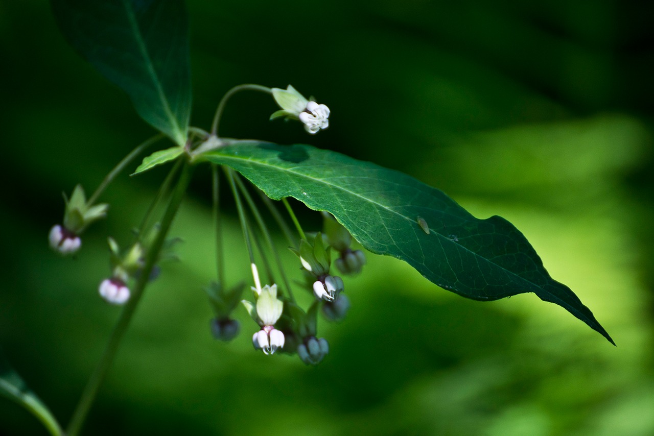 SHR National Public Garden Week Photo Contest!