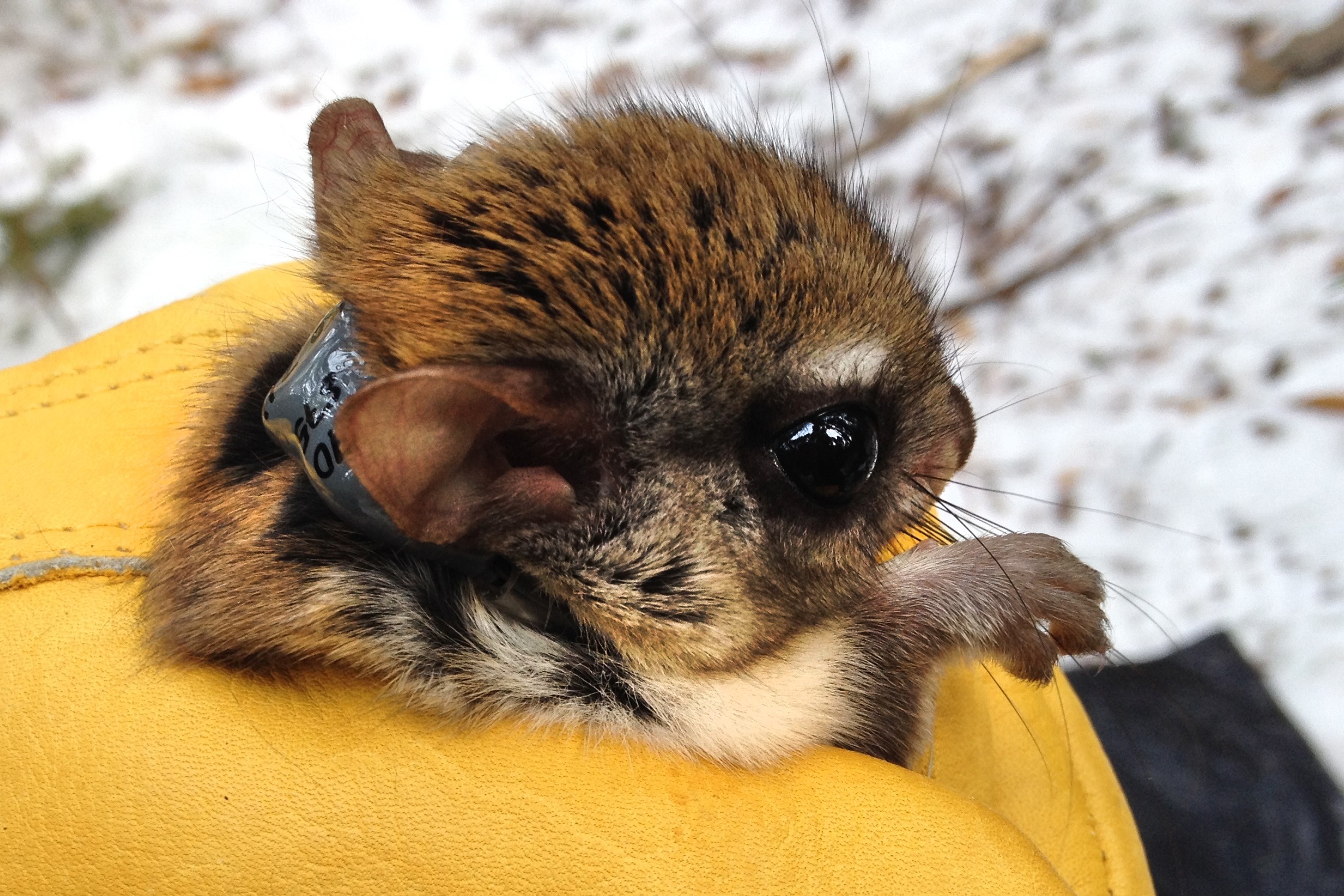 endangered, conservation, squirrel, flying squirrel