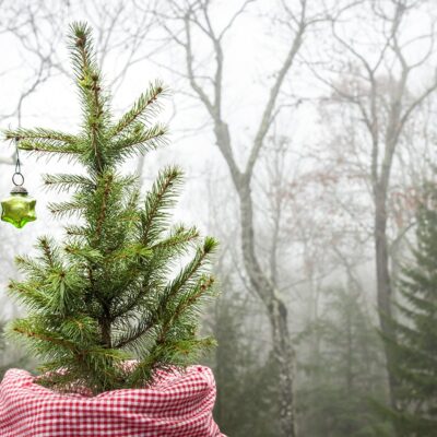 give, donate, support, forest restoration