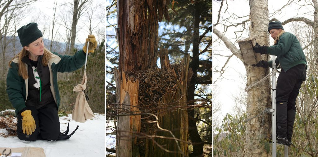 carolina norther flying squirrels, red spruce, forest restoration, wnc