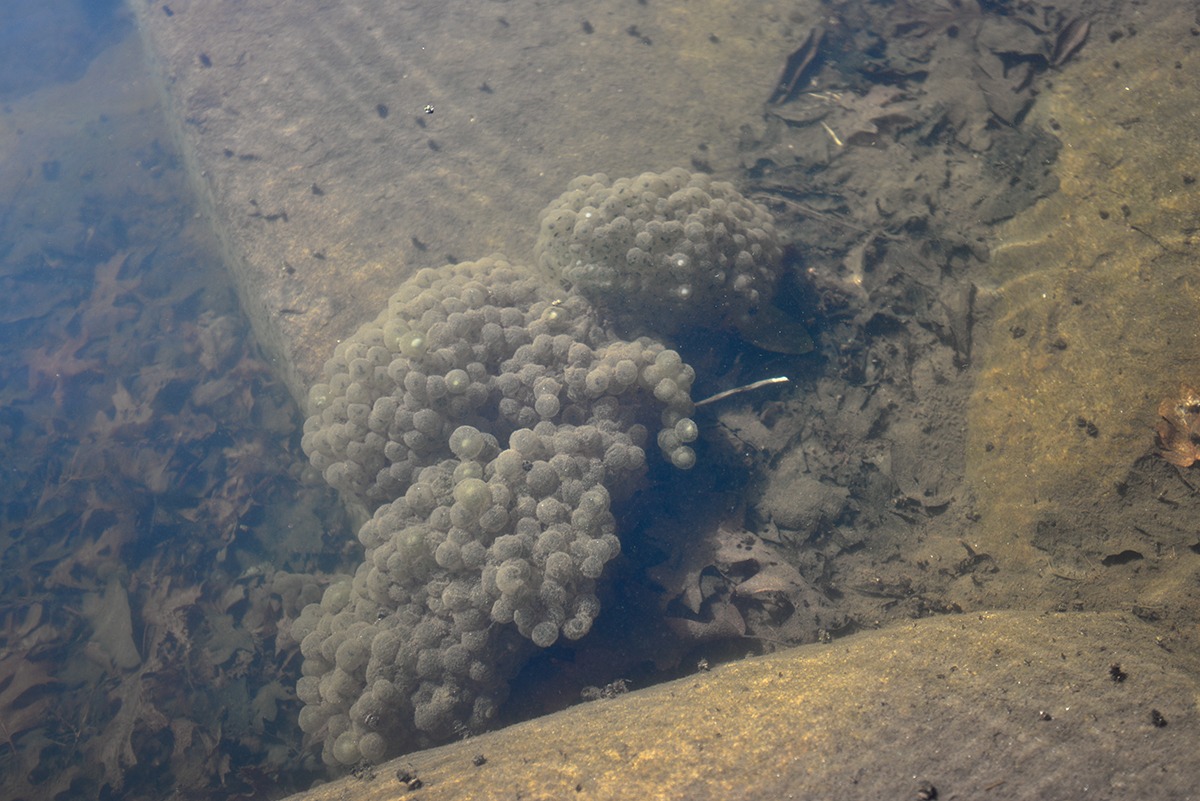 frogs, nature, gardens, conservation