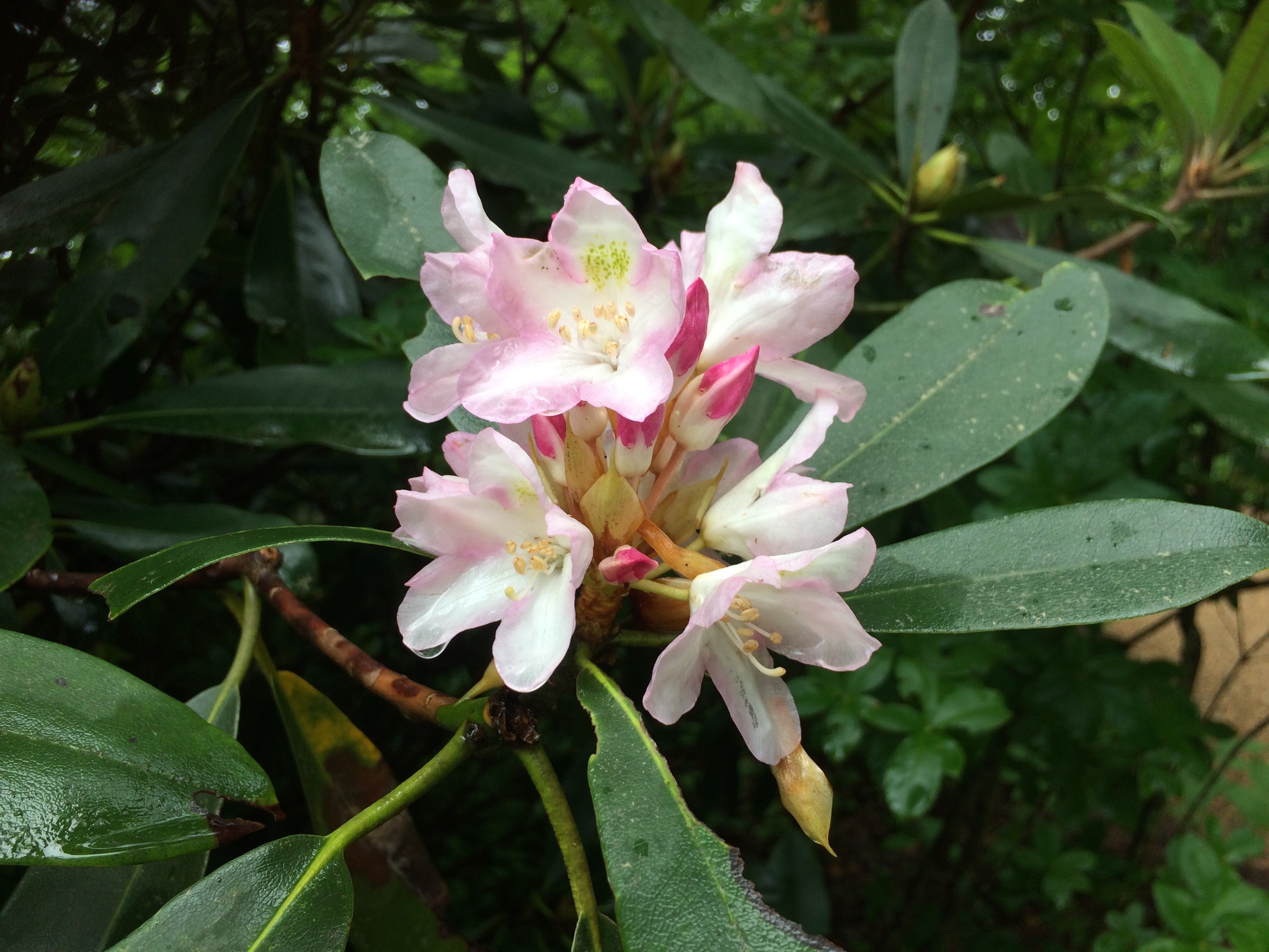 Rhododendron Steward