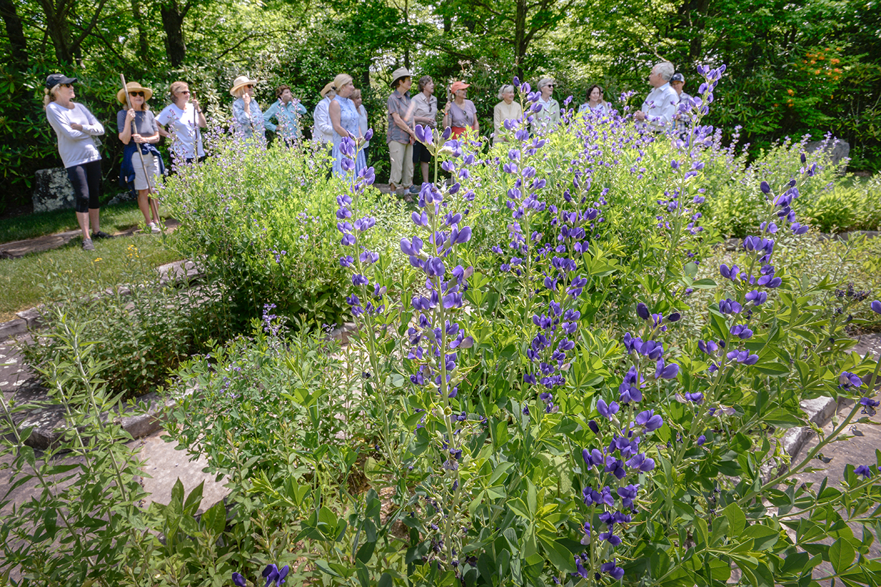 gardens, gardening, wildflowers, labyrinth, wnc