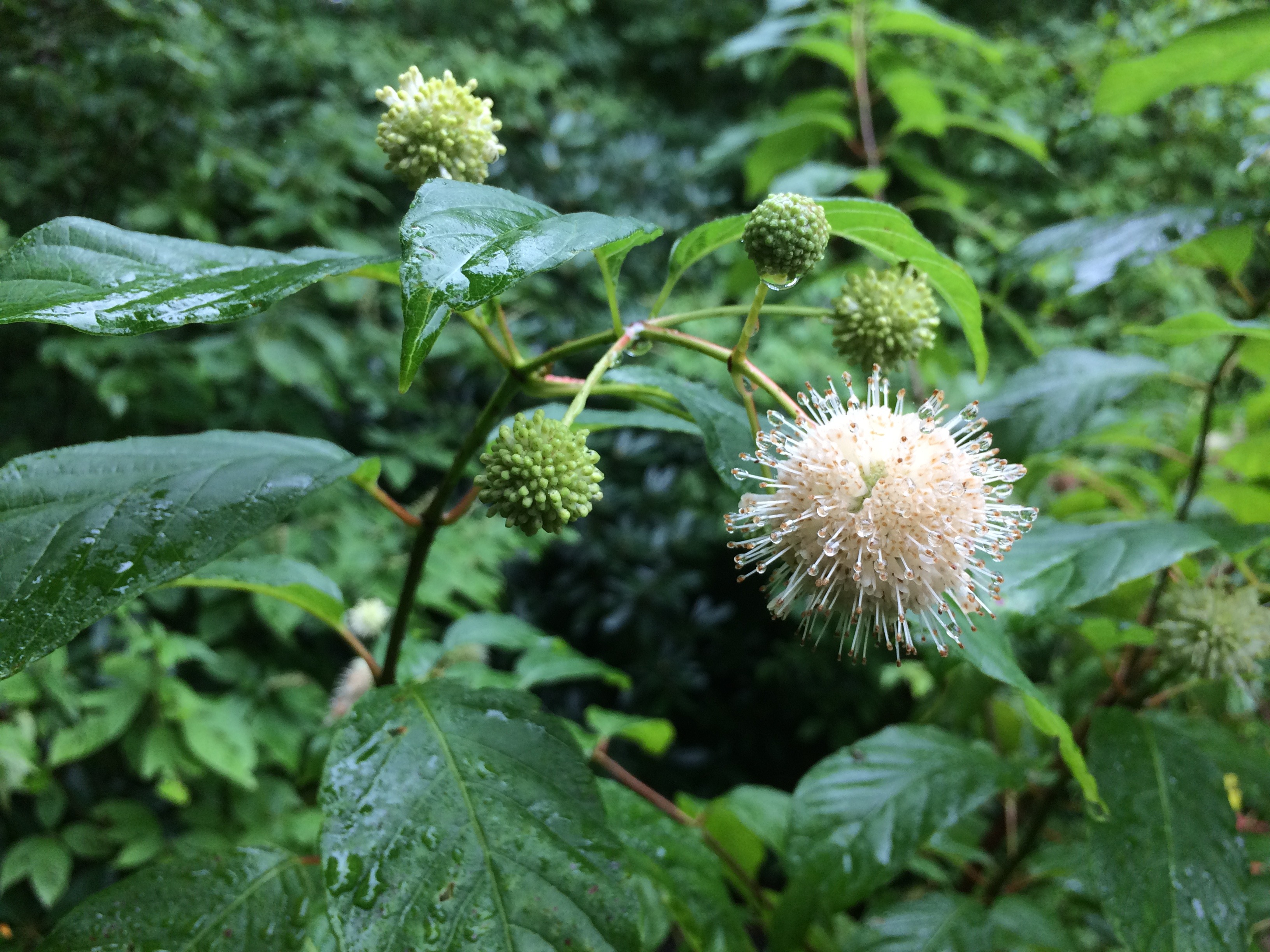 buttonbush_close_shr