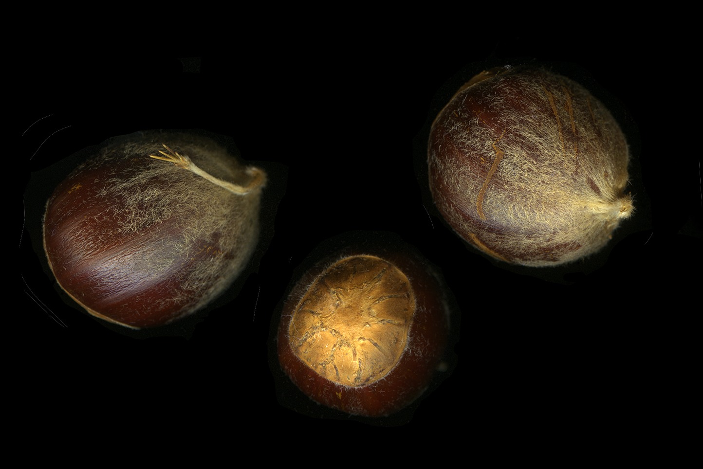 american_chestnut_seeds_shr