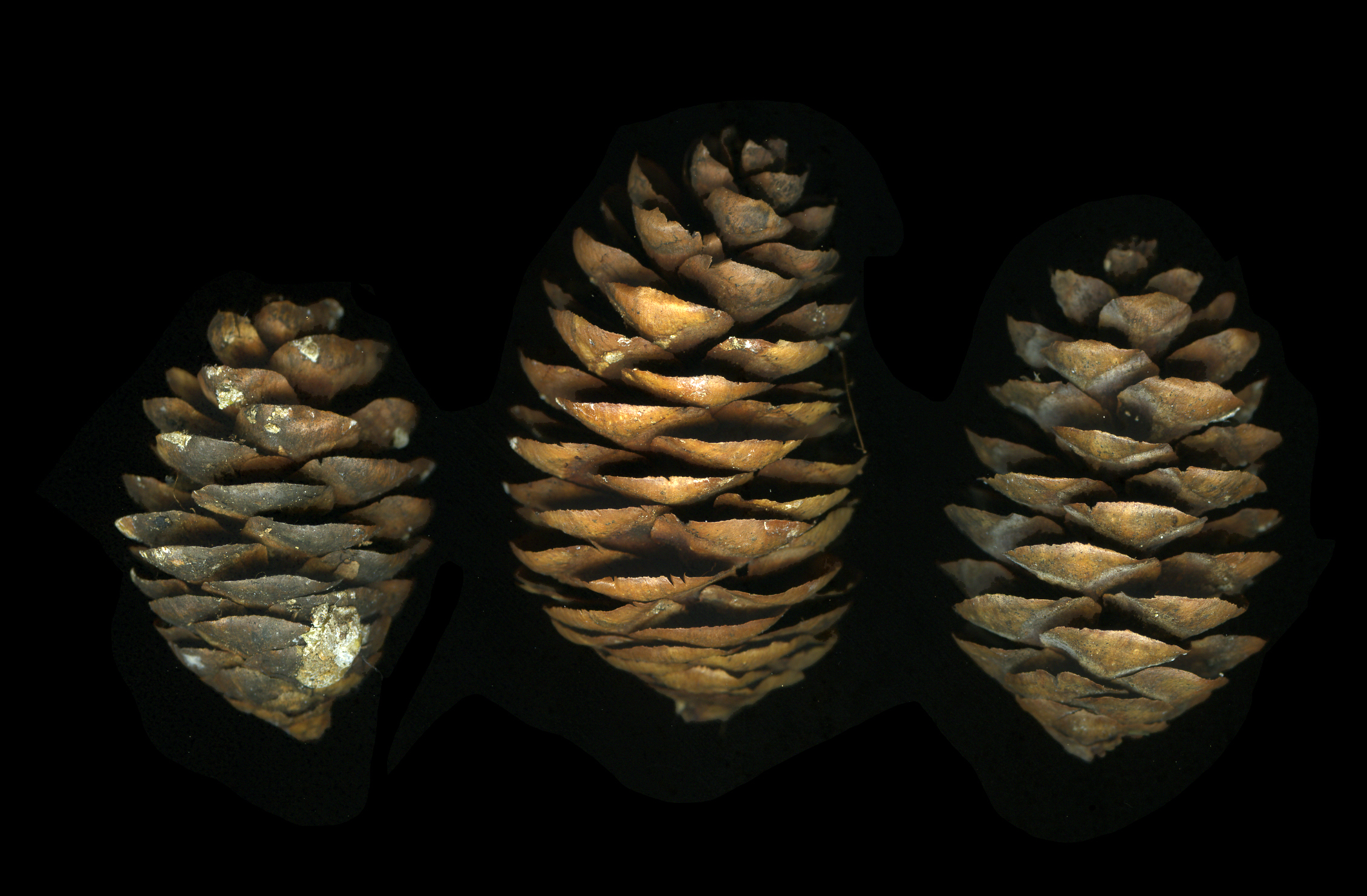 Gift-A-Spruce