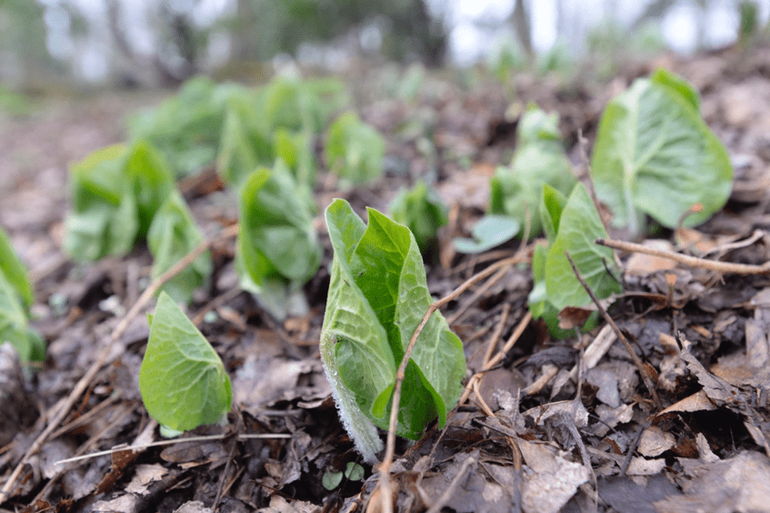 Spring Garden’s Corner