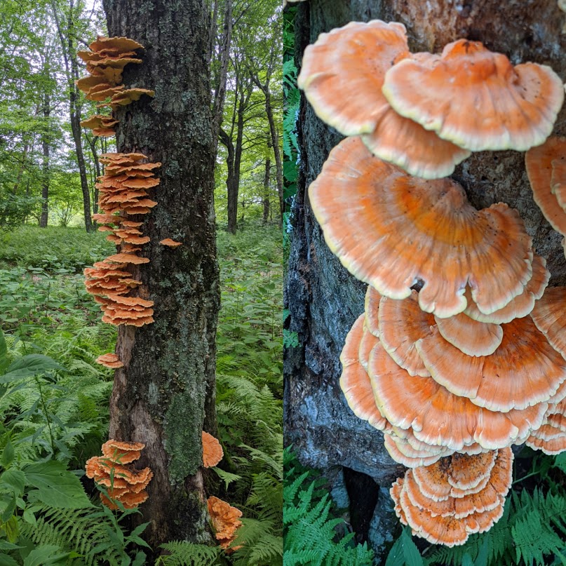Fabulous Fungi