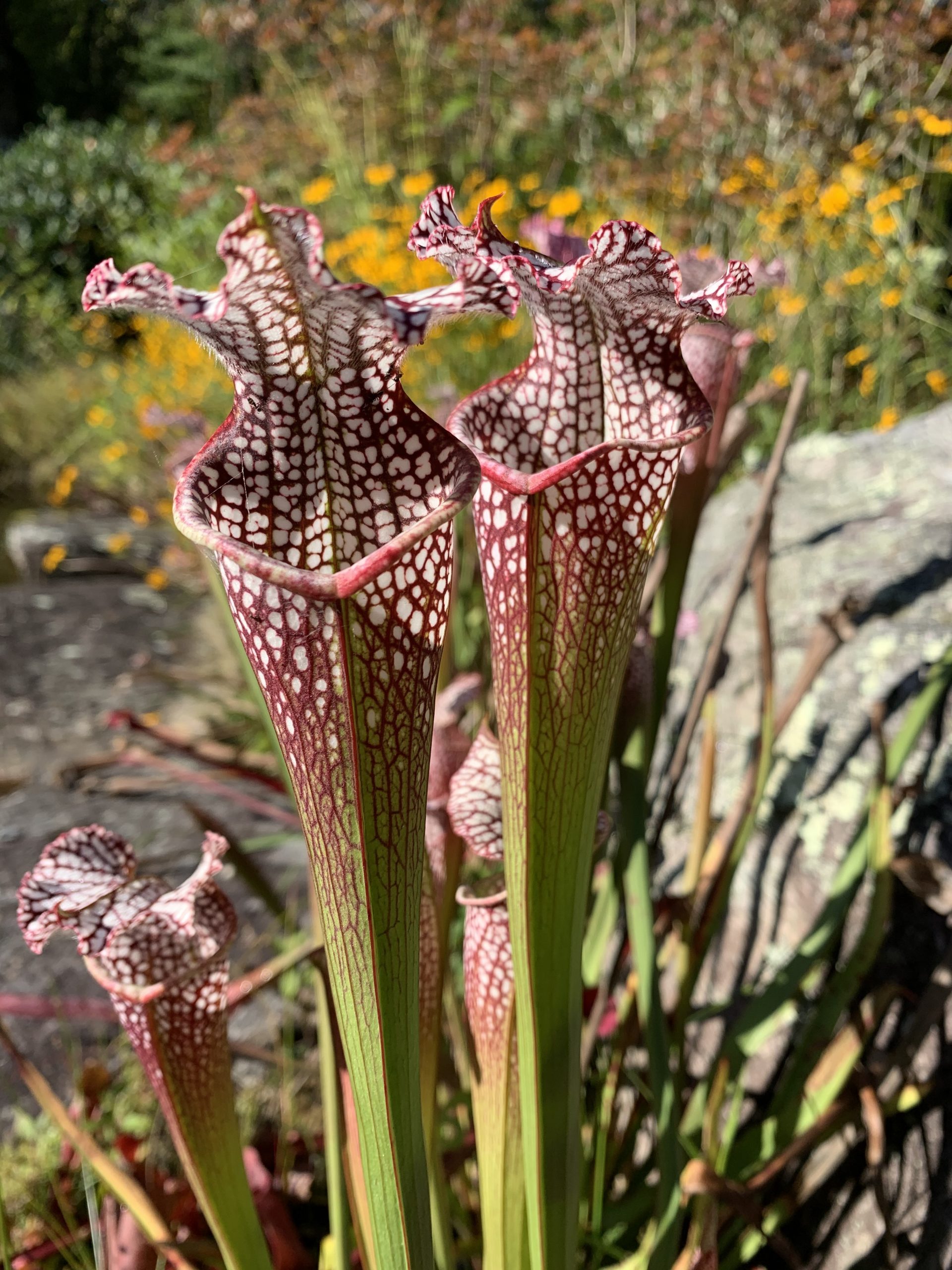 Fall Gardener’s Corner