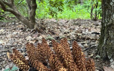 Summer Gardener’s Corner