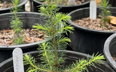 SHR Leads Red Spruce Restoration