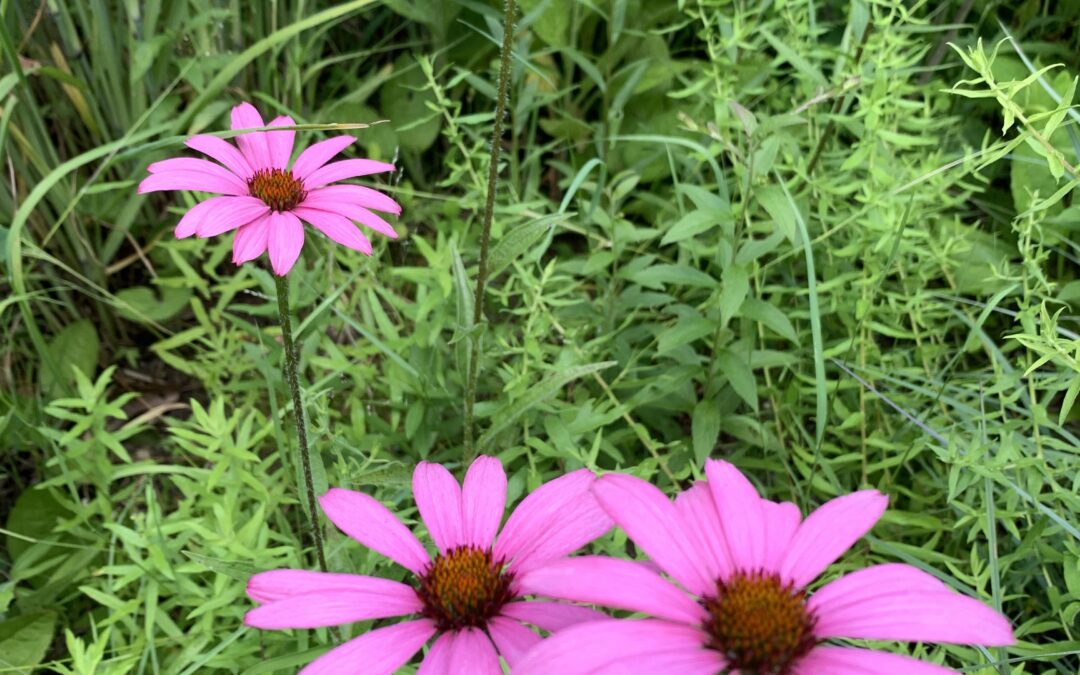 2022 Native Plant Sale