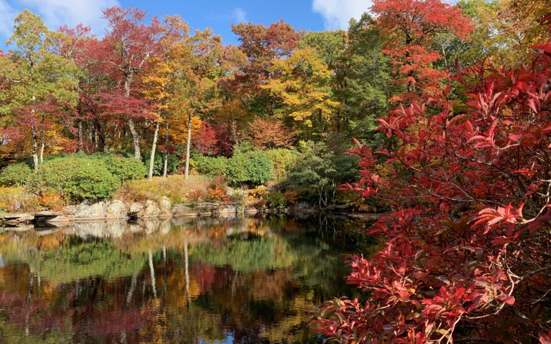 Fall Gardener’s Corner
