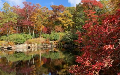 Fall Gardener’s Corner