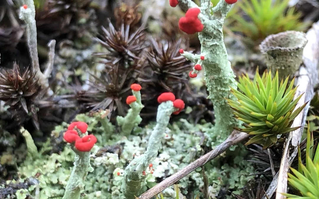 Lichens: Mystery in Plain Sight
