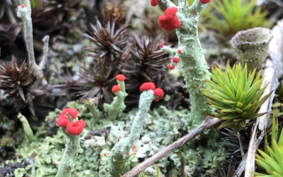 Lichens: Mystery in Plain Sight