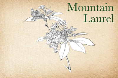 Mountain Laurel Steward