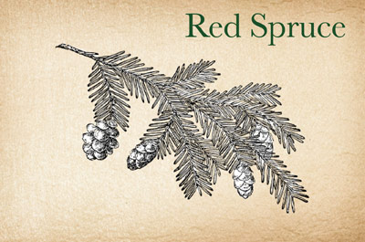 Red Spruce Sustainer