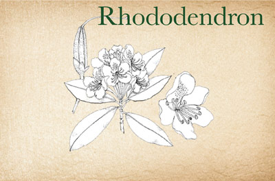 Rhododendren Steward