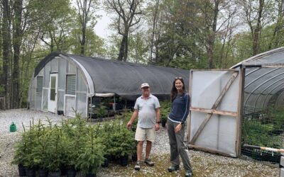 SHR Red Spruce Planted on Mt. Mitchell