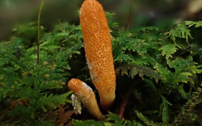 Garden Discoveries: Cordyceps militaris