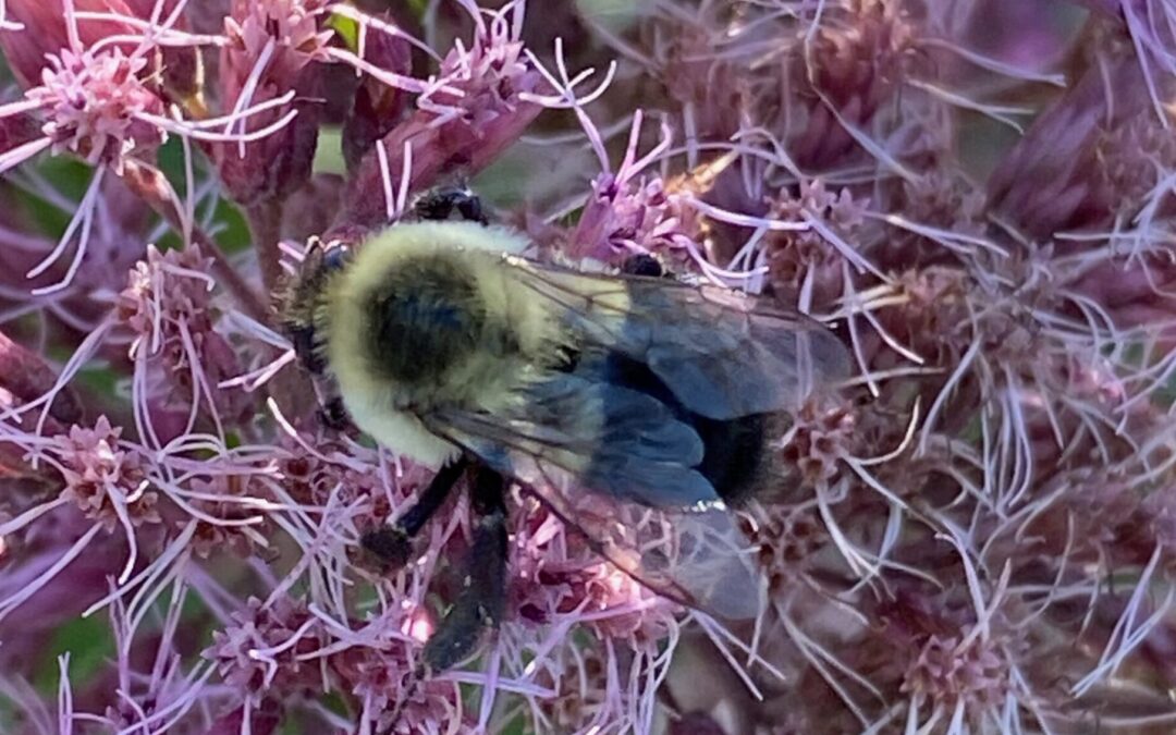 Bumble Bees in Your Back Yard