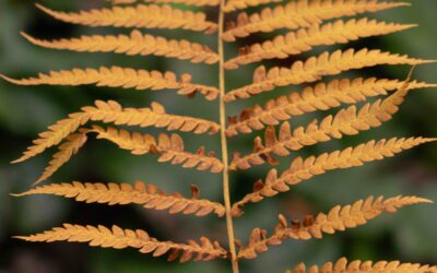 Drought 2023: Observations and Mitigations