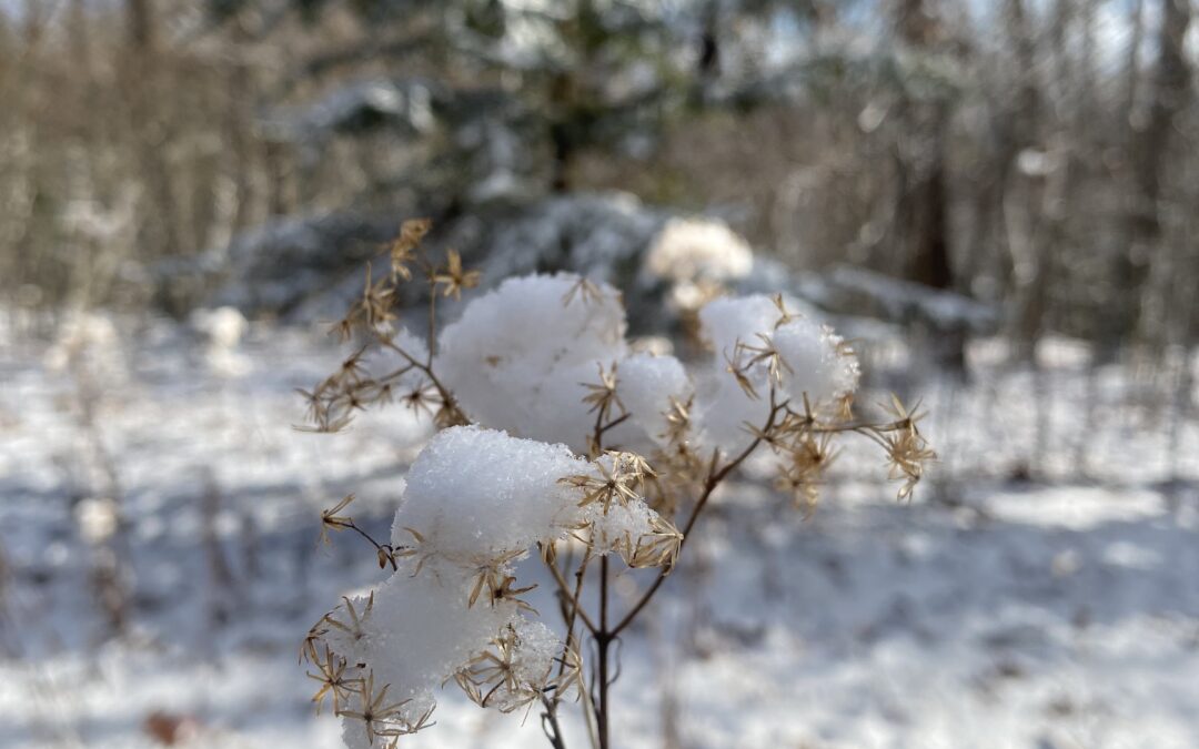 Winter Adaptations