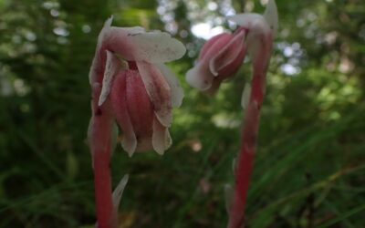 Gardener’s Corner — Fall 2023