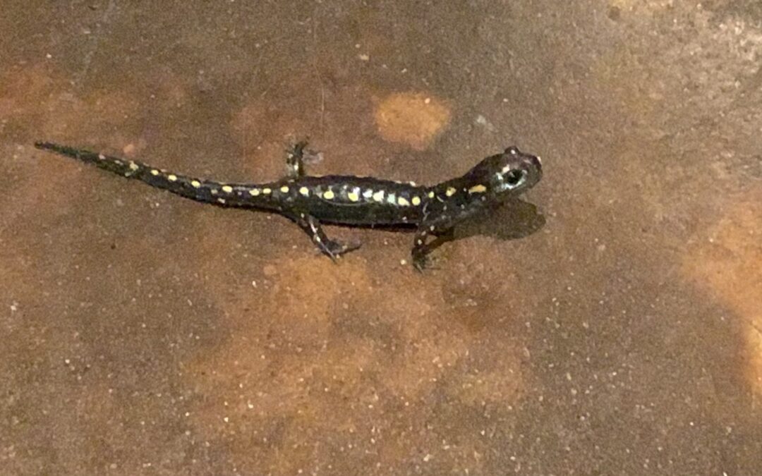 One Salamander’s Life