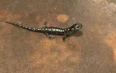 One Salamander’s Life