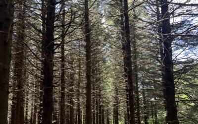 Notes from the Field: Red Spruce