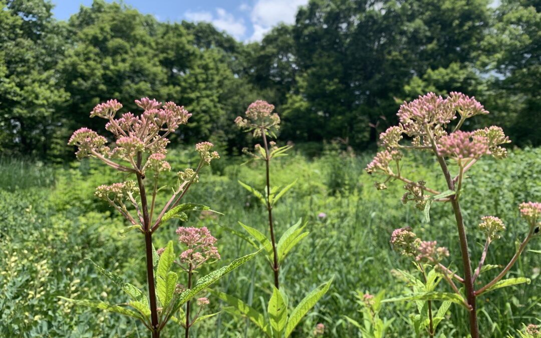 Gardener’s Corner — Summer 2024