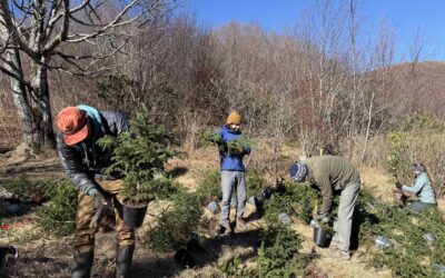 December Red Spruce Planting at Graveyard Fields