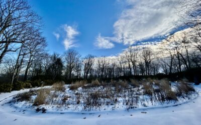 Gardener’s Corner — Winter 2025