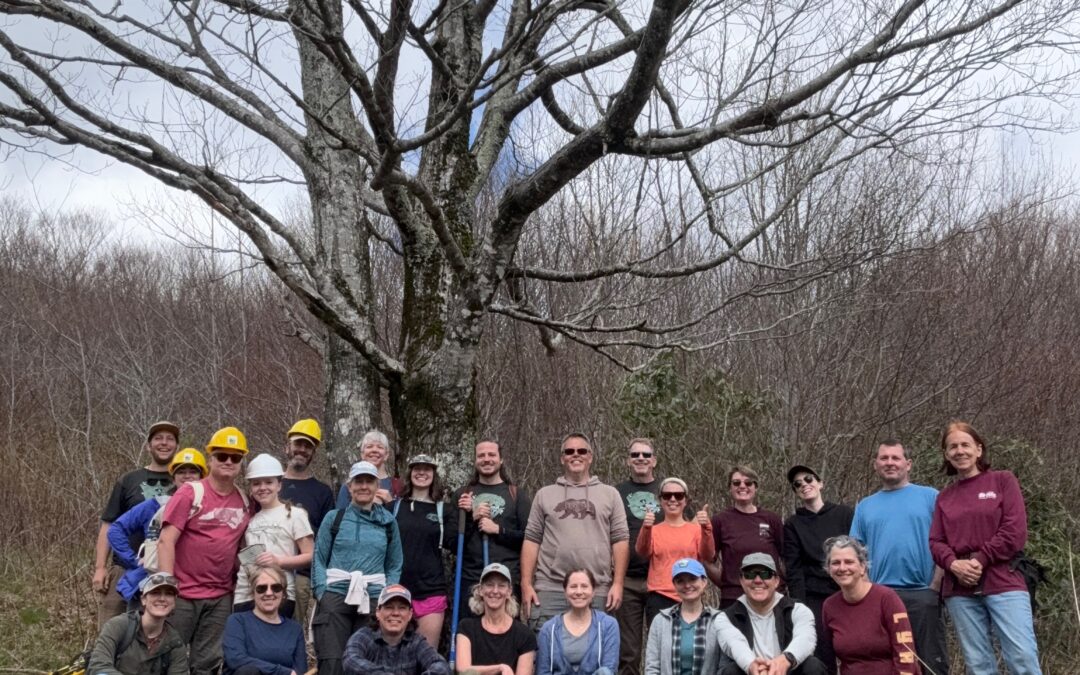 Red Spruce Planted for Pisgah Project Day