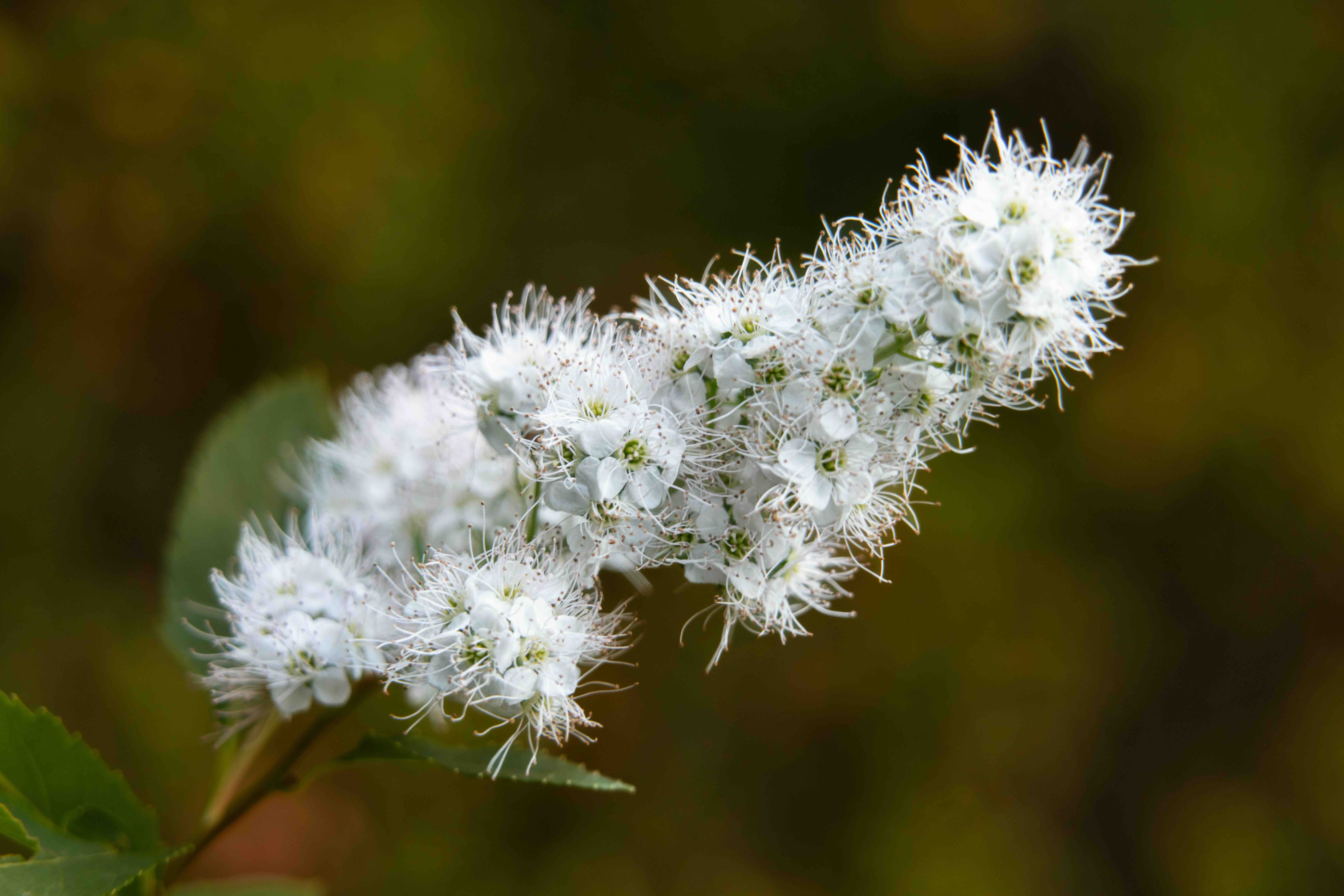 Gardeners Corner – Fall 2025